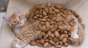 Can Cats Eat Nuts? - Friendly Claws