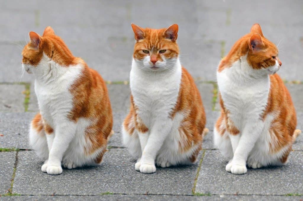 how do cats communicate