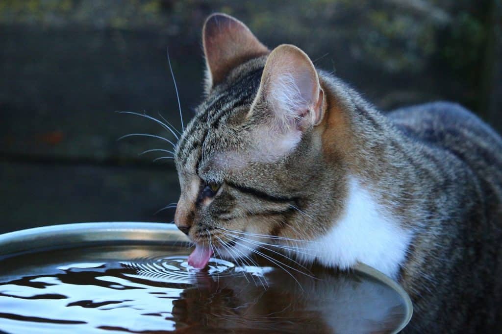 how do cats drink water