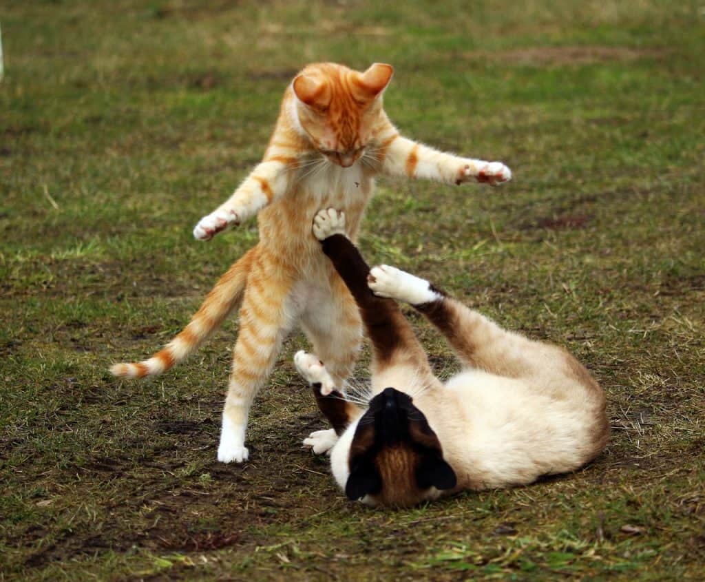 how cats mark their territory