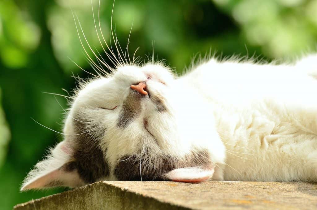 how do cats sleep
