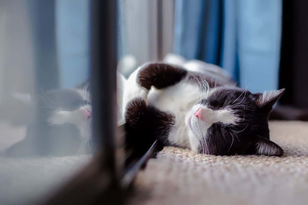how do cats act when in heat