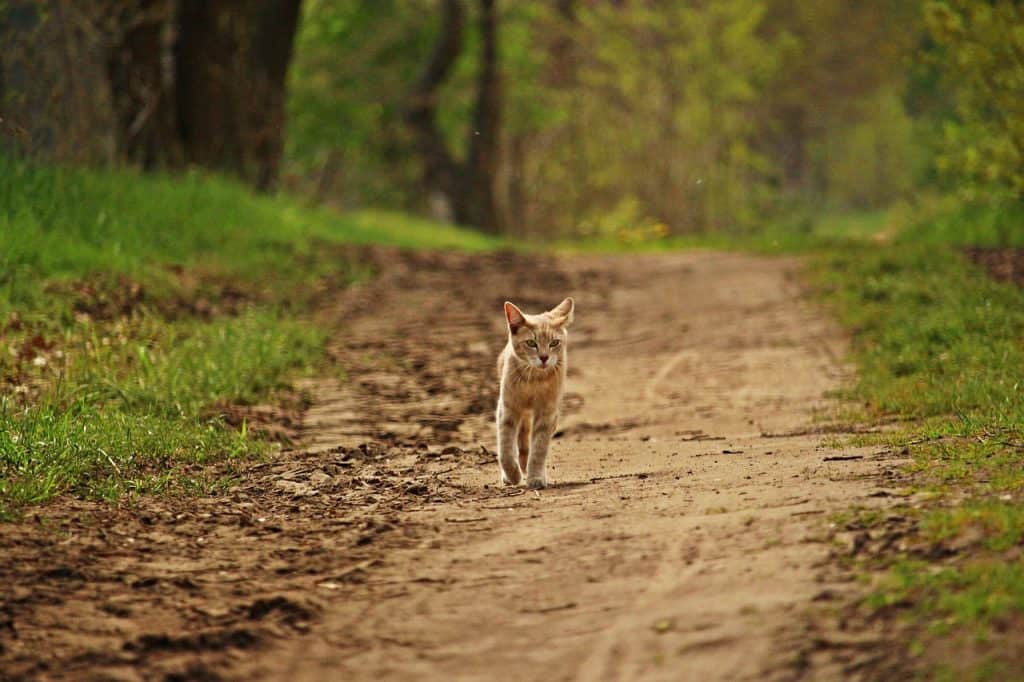 how do cats age