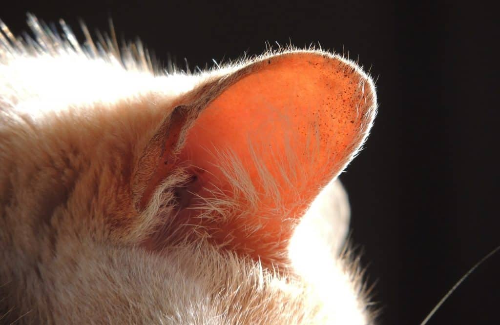 how do cats get ear mites