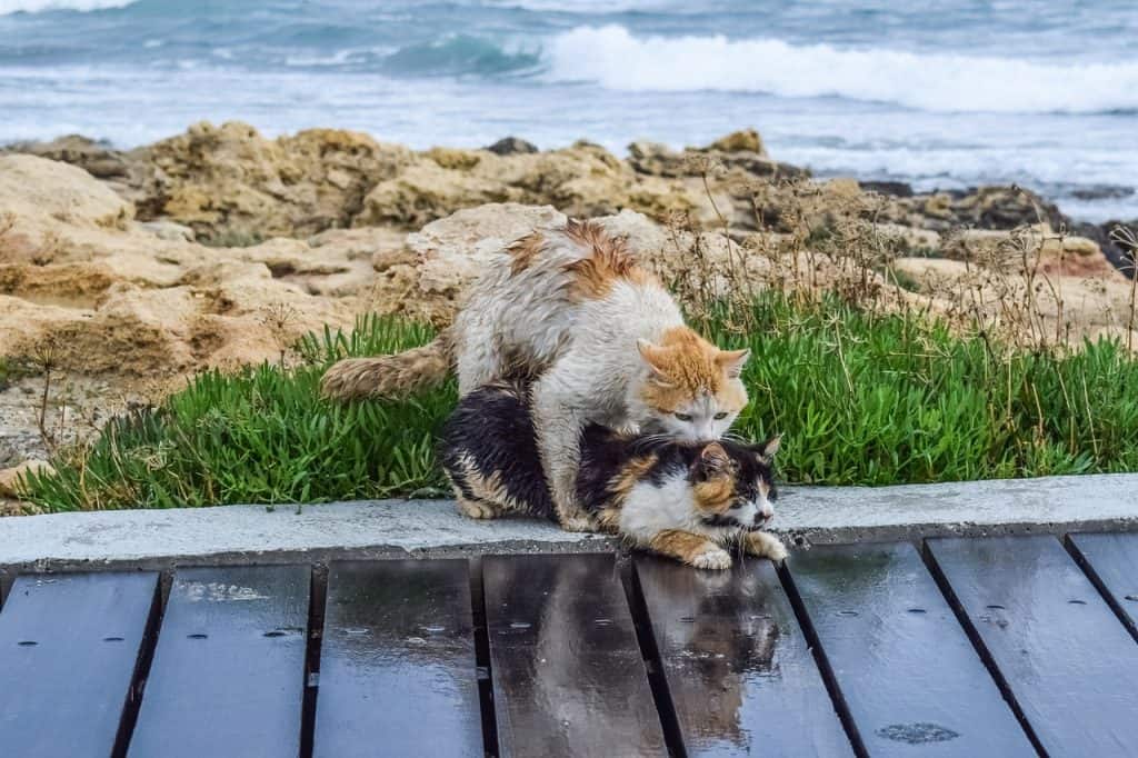 how do cats mate