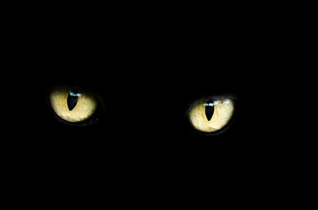 how do cats see