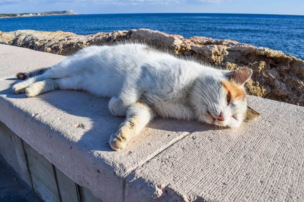 how do cats cool off