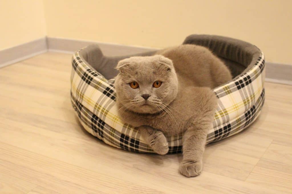 how do cats adapt to a new home