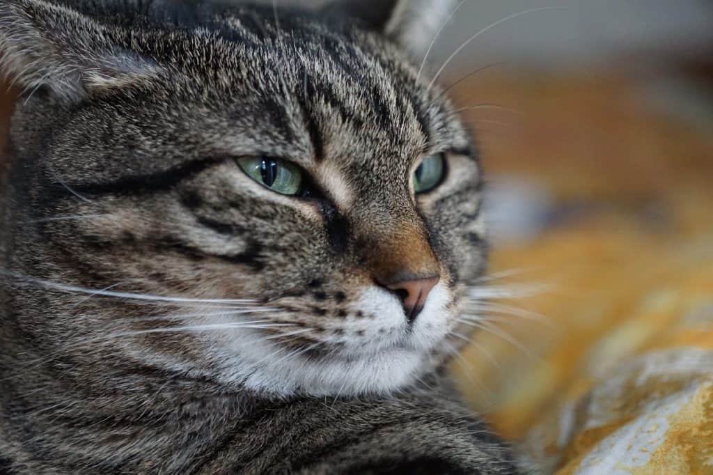 how do cats feel pain