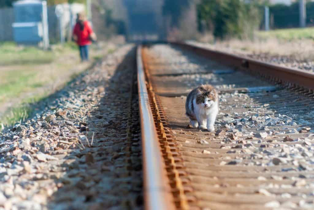 cats find their way home