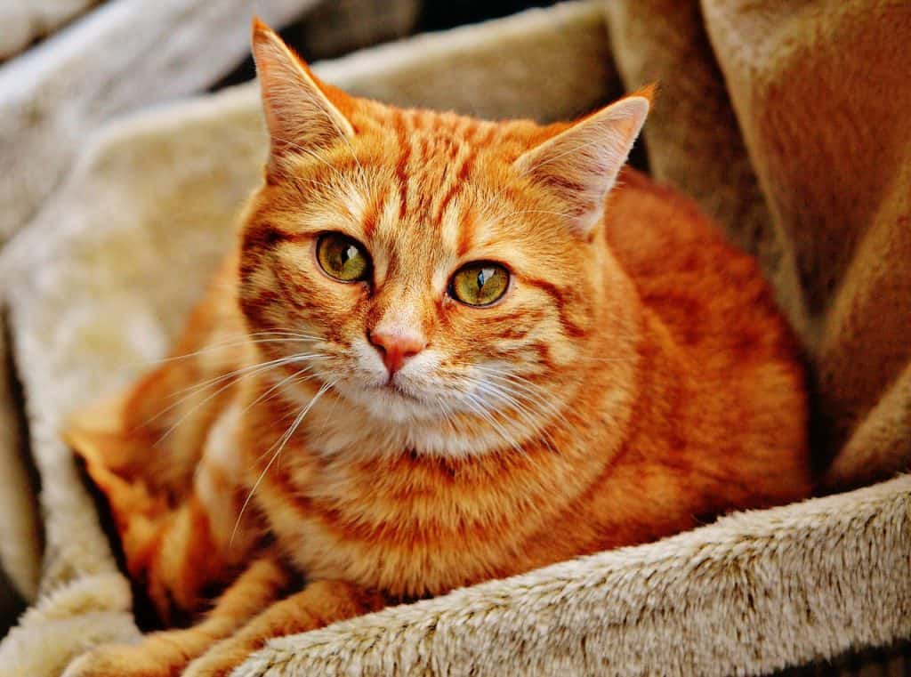 how do cats learn their name