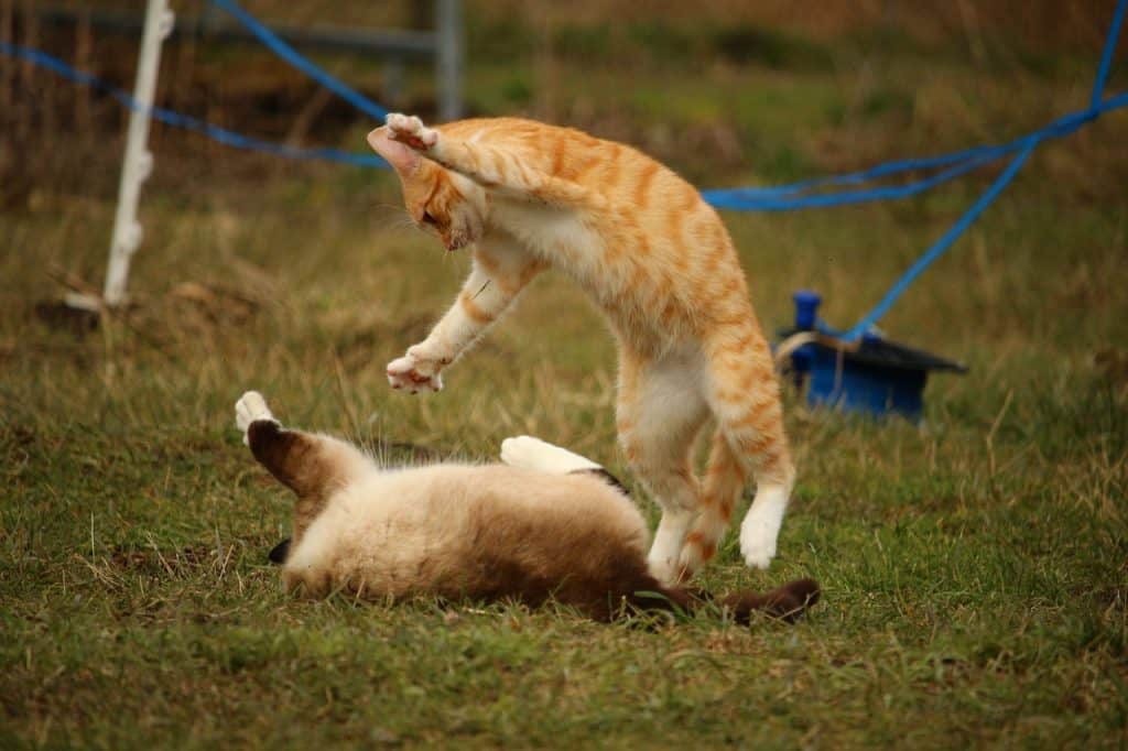 how do cats fight