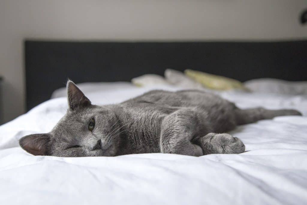 how do cats choose where to sleep