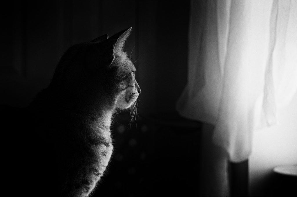 how do cats grieve