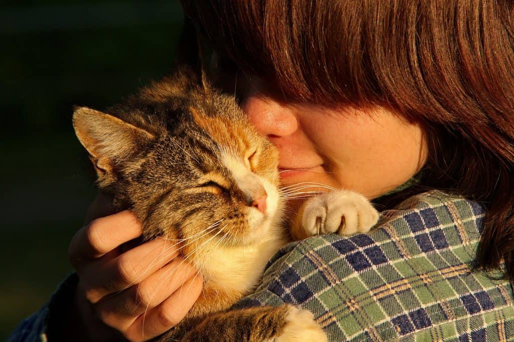 how do cats choose their favorite person