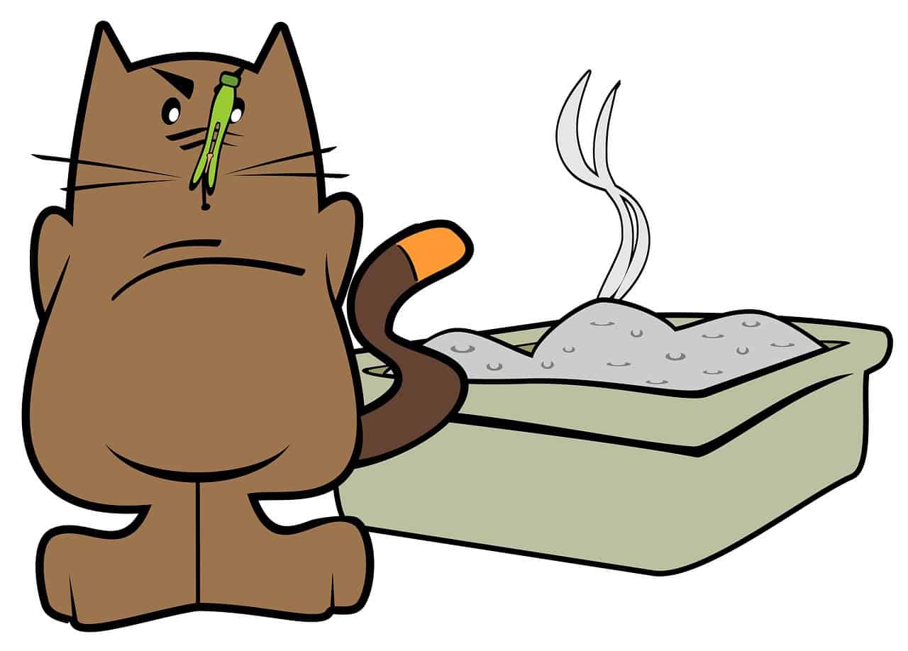 How Do Cats Know How To Use a Litter Box? Friendly Claws