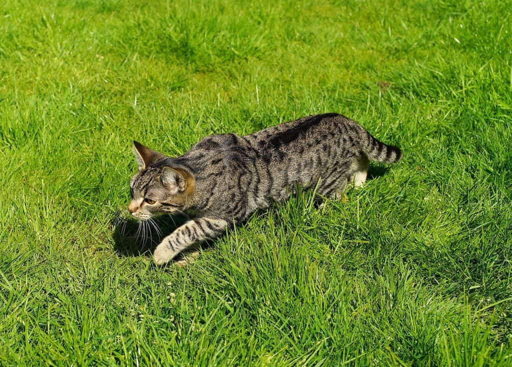 how do cats hunt