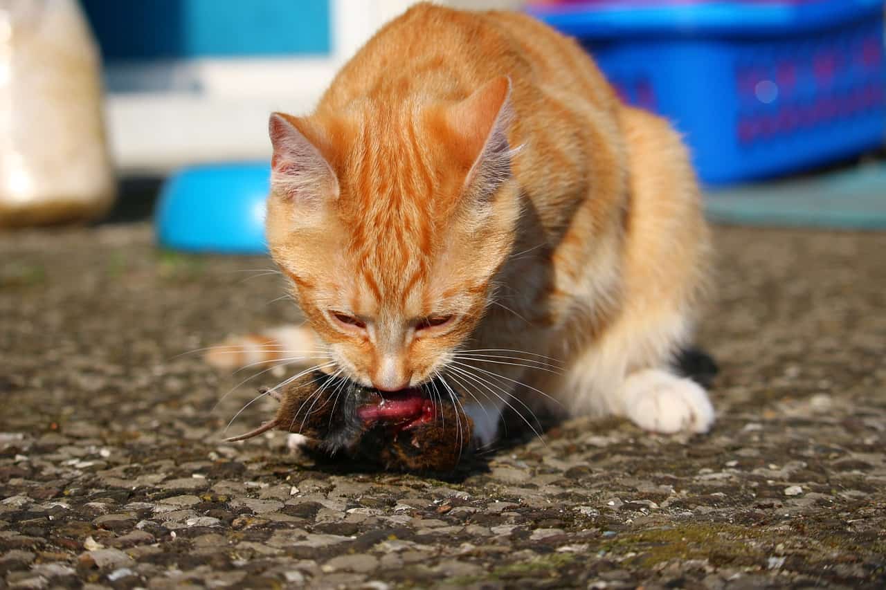 Can Cats Eat Bones Friendly Claws can-cats-eat-bones-friendly-claws
