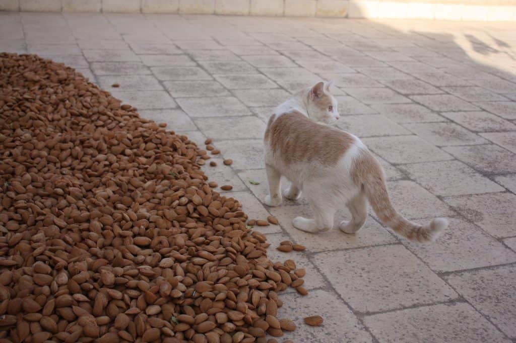 can cats eat almonds