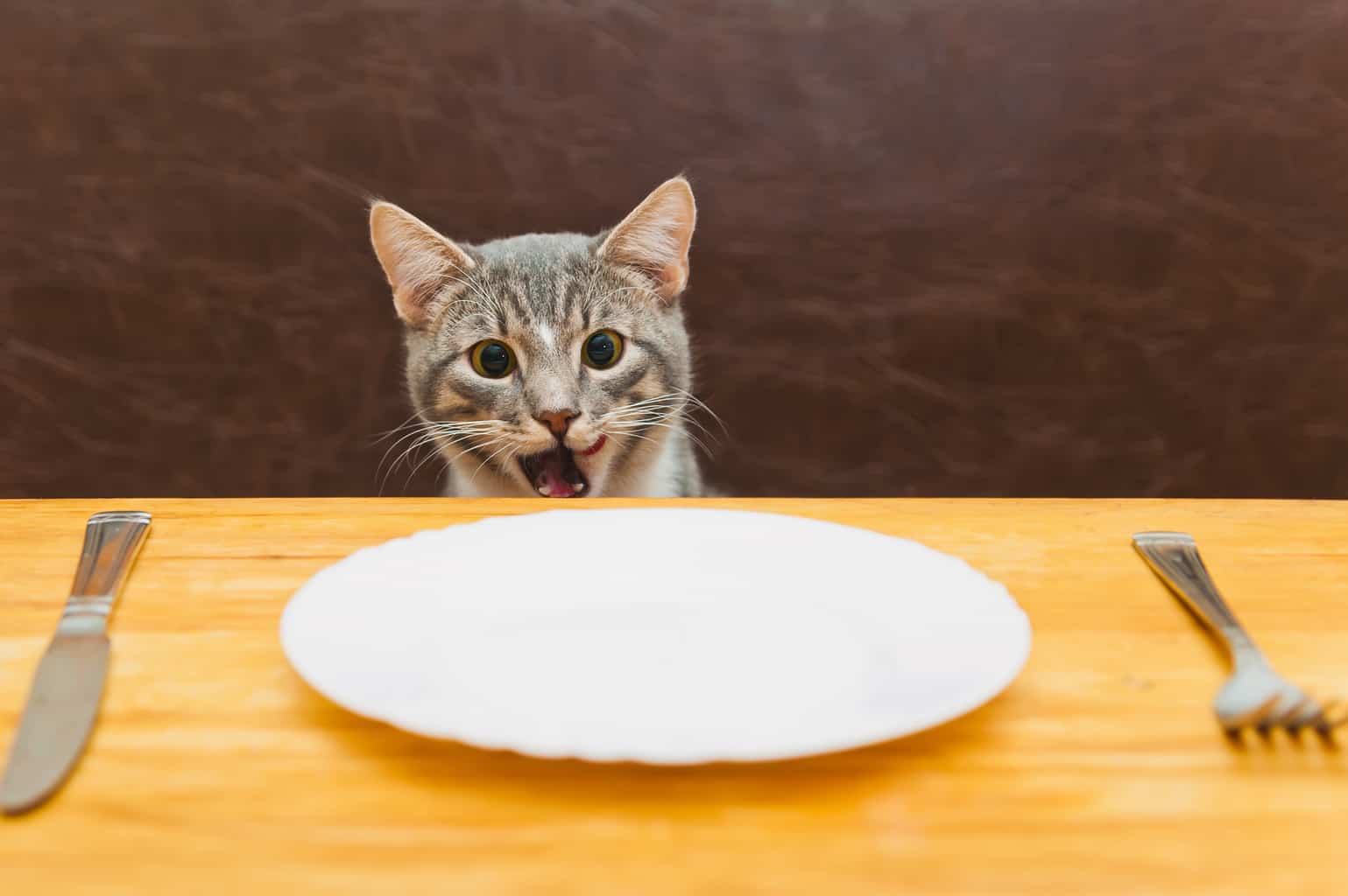 How Long Can Cats Go Without Food? Friendly Claws