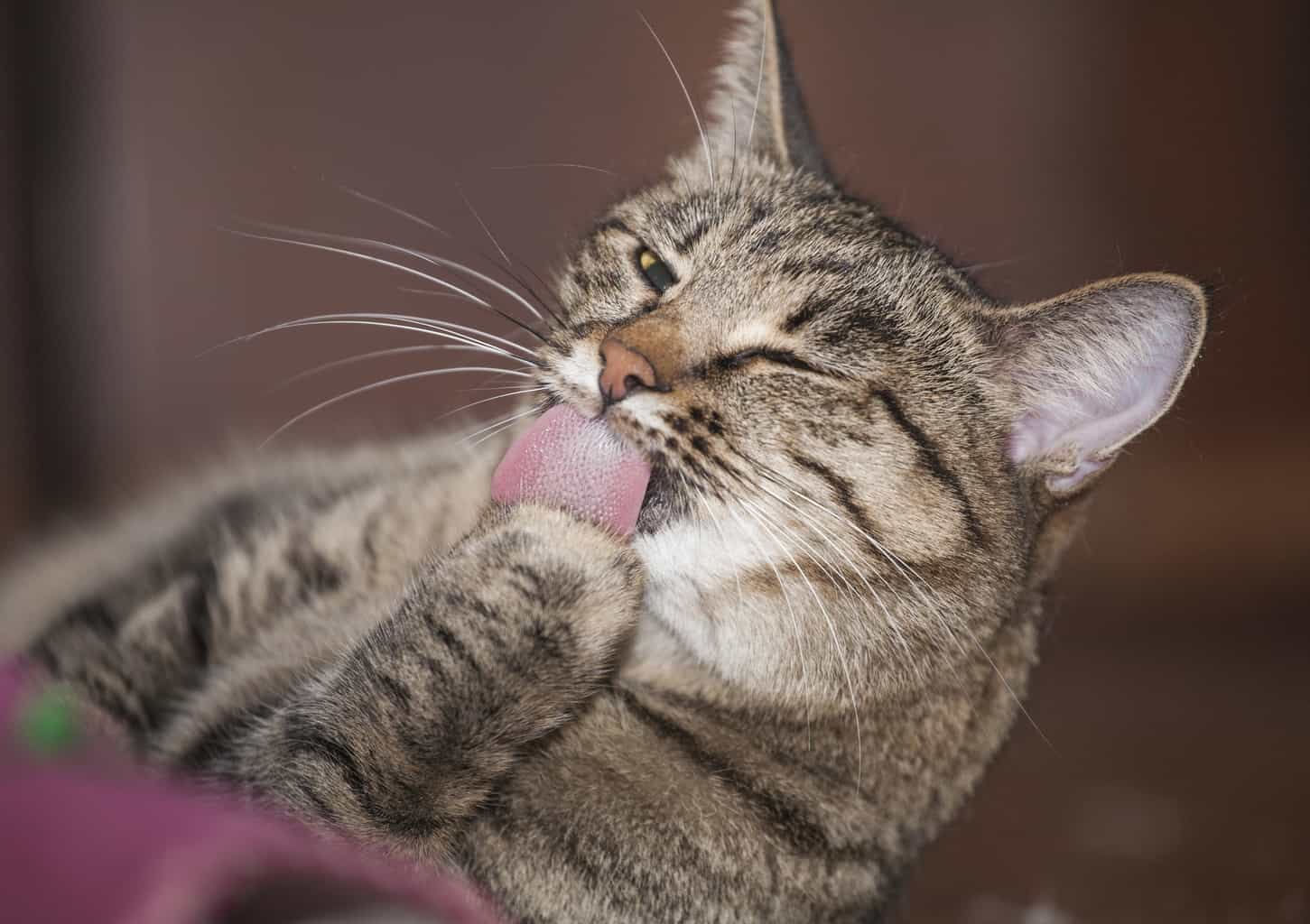 Why Do Cats Lick Plastic? Friendly Claws