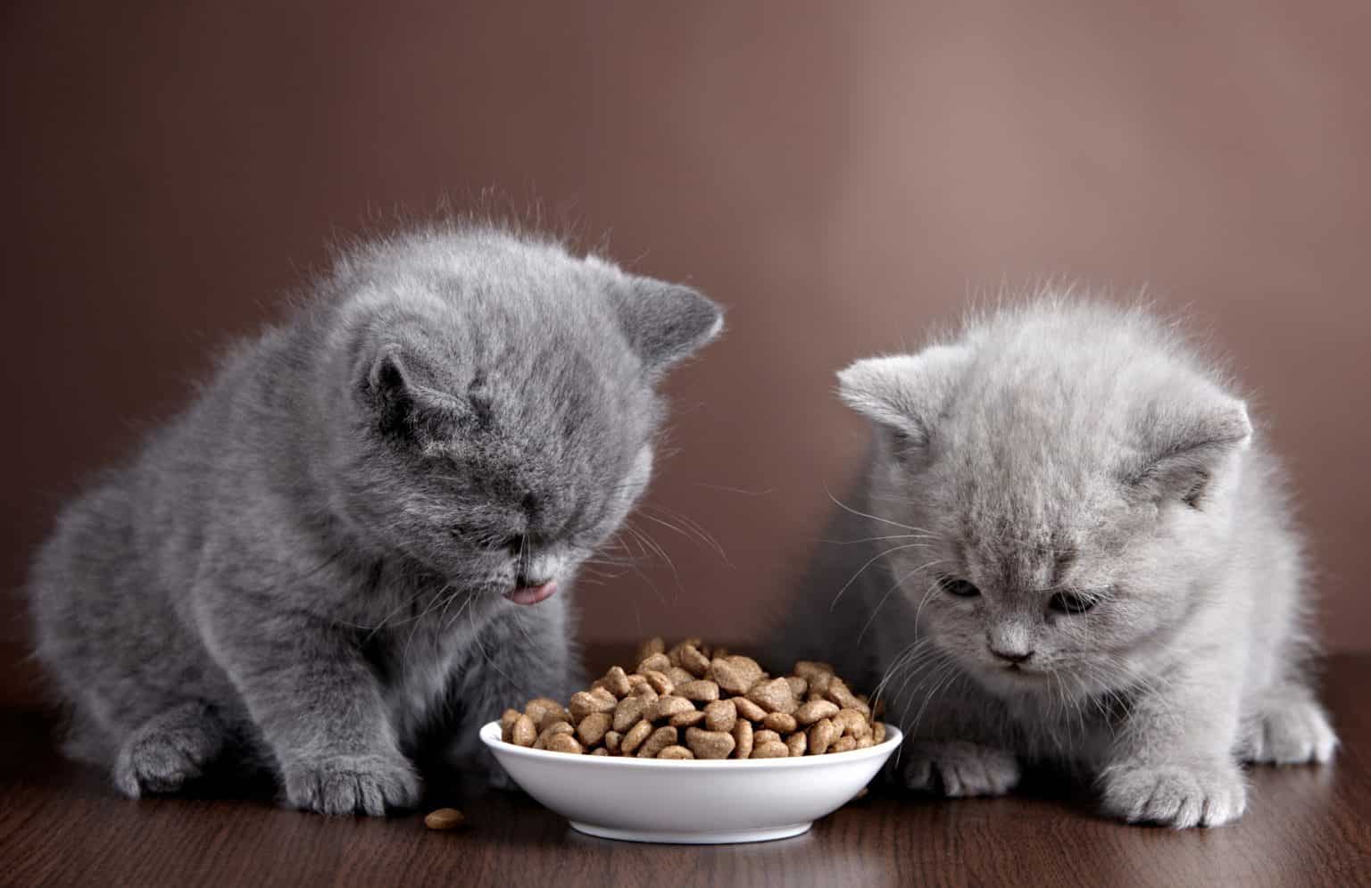  Causes Of Weight Loss In Cats Friendly Claws Cats Are Amazing 