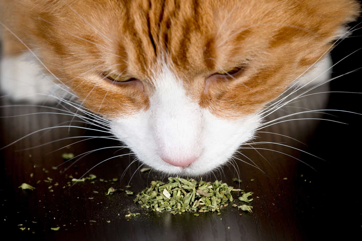 Why are Cats Crazy About Catnip? Directions and Precautions