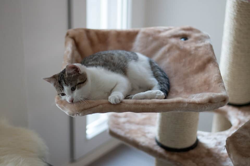 feandrea cat tree reviews