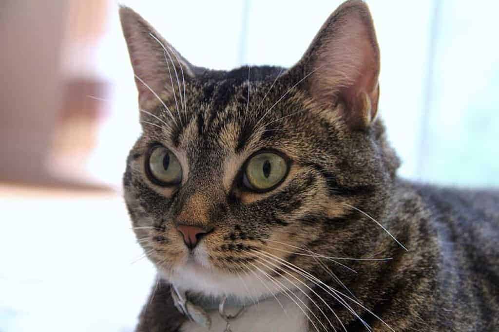 seresto cat collar best price