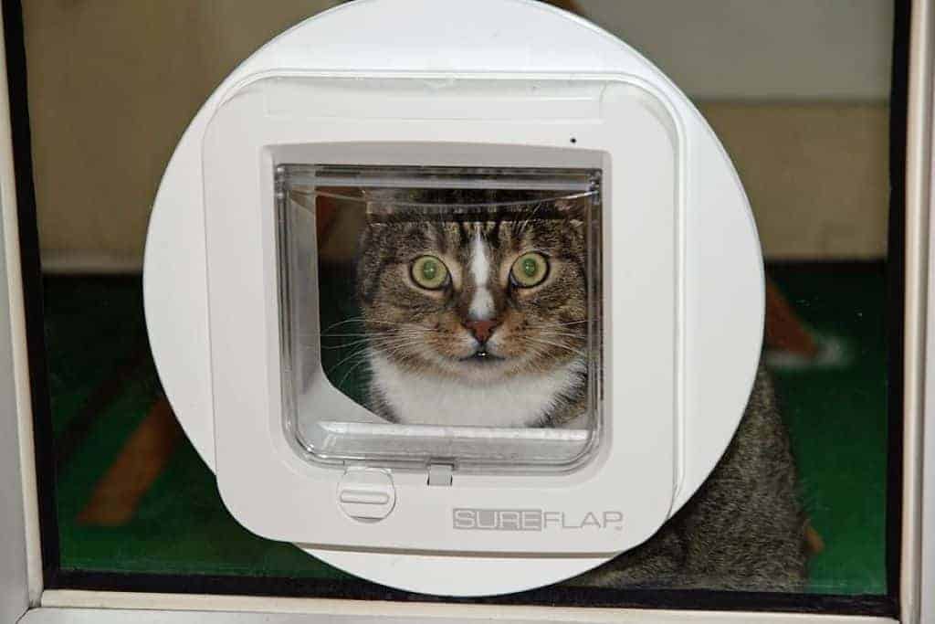 windproof cat flap