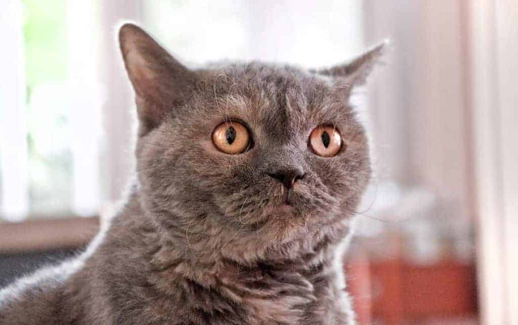 best cat scratch deterrent