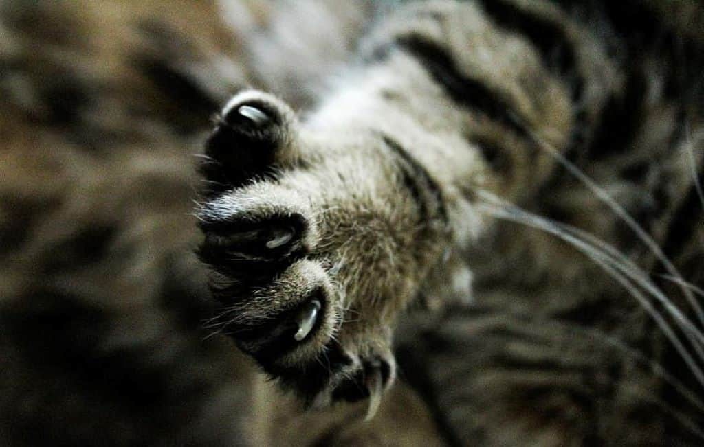 Friendly Claws: Top Cat Gear Reviews, Ratings & Recalls for 2021